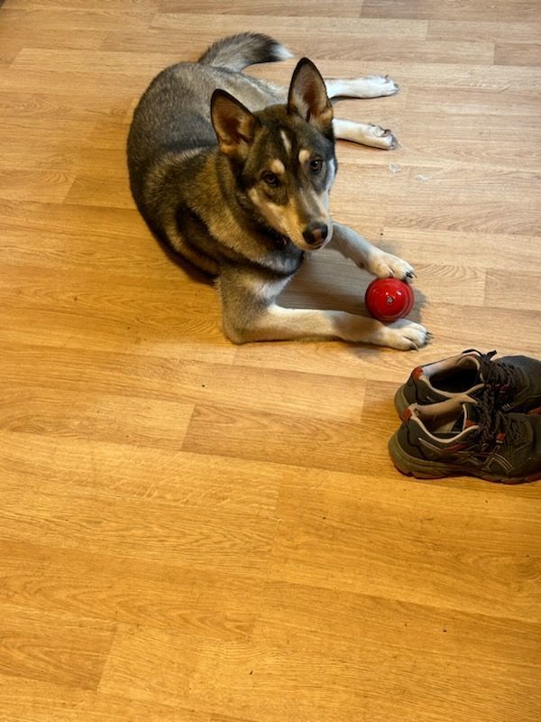 Enlarge BB, a Adoptable mixed breed in Royersford, PA image 1/5