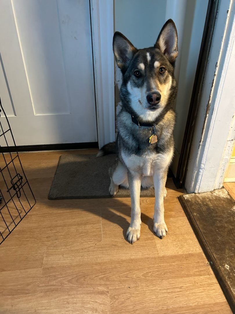 Enlarge BB, a Adoptable mixed breed in Royersford, PA image 2/5