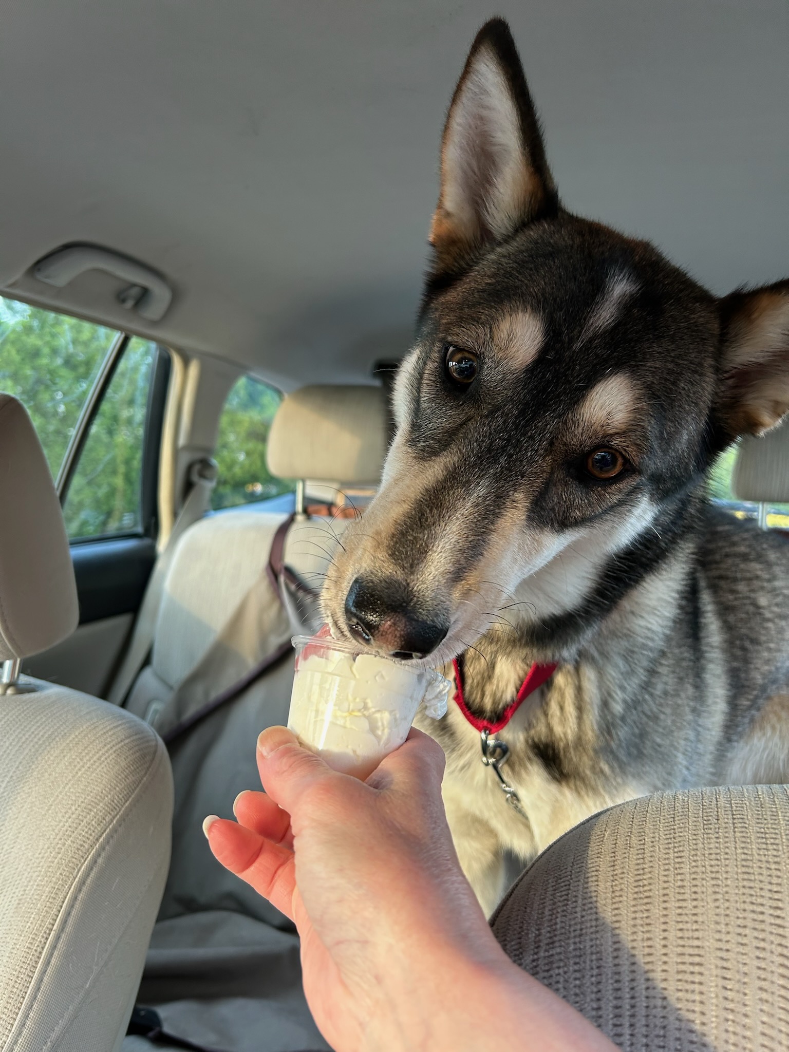 Enlarge BB, a Adoptable mixed breed in Royersford, PA image 3/5