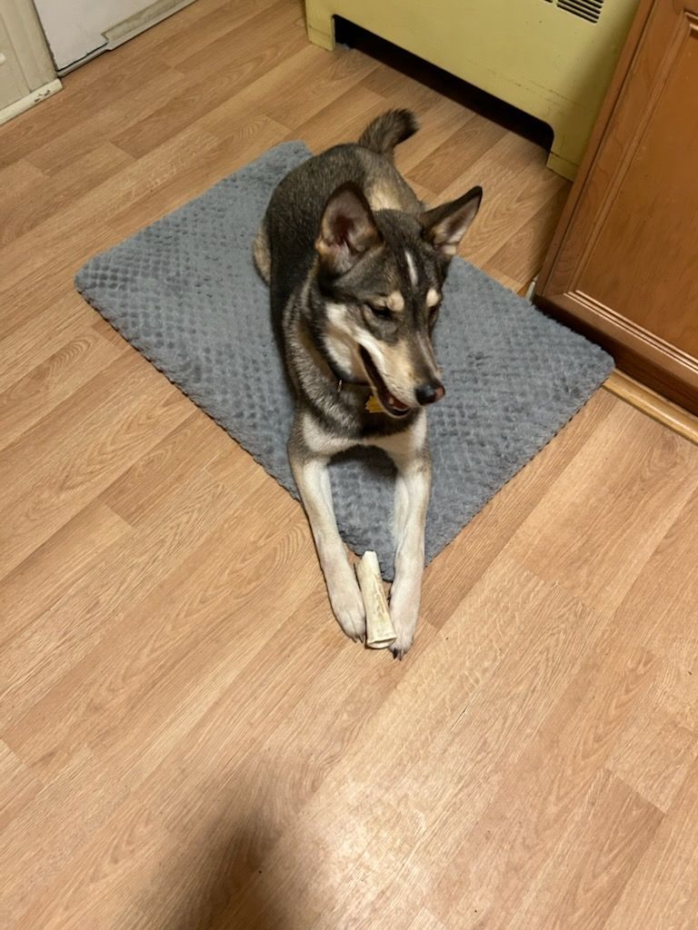 Enlarge BB, a Adoptable mixed breed in Royersford, PA image 4/5