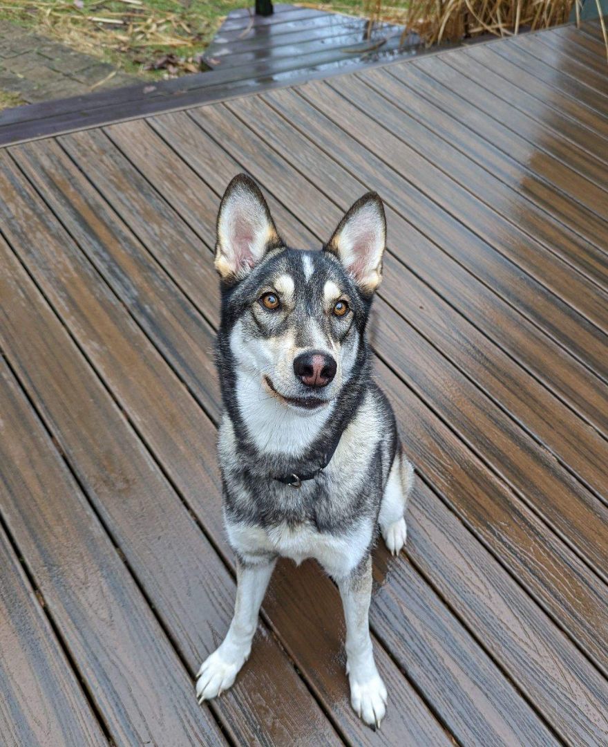 Enlarge BB, a Adoptable mixed breed in Royersford, PA image 5/5