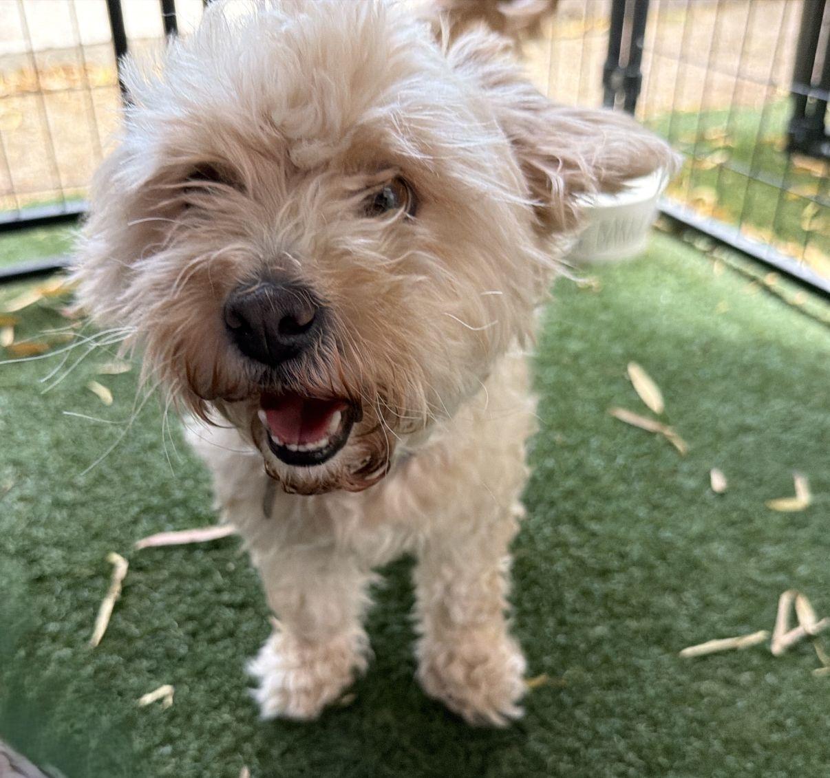 Kiana, an adopted mixed breed in El Paso, TX image 4/6
