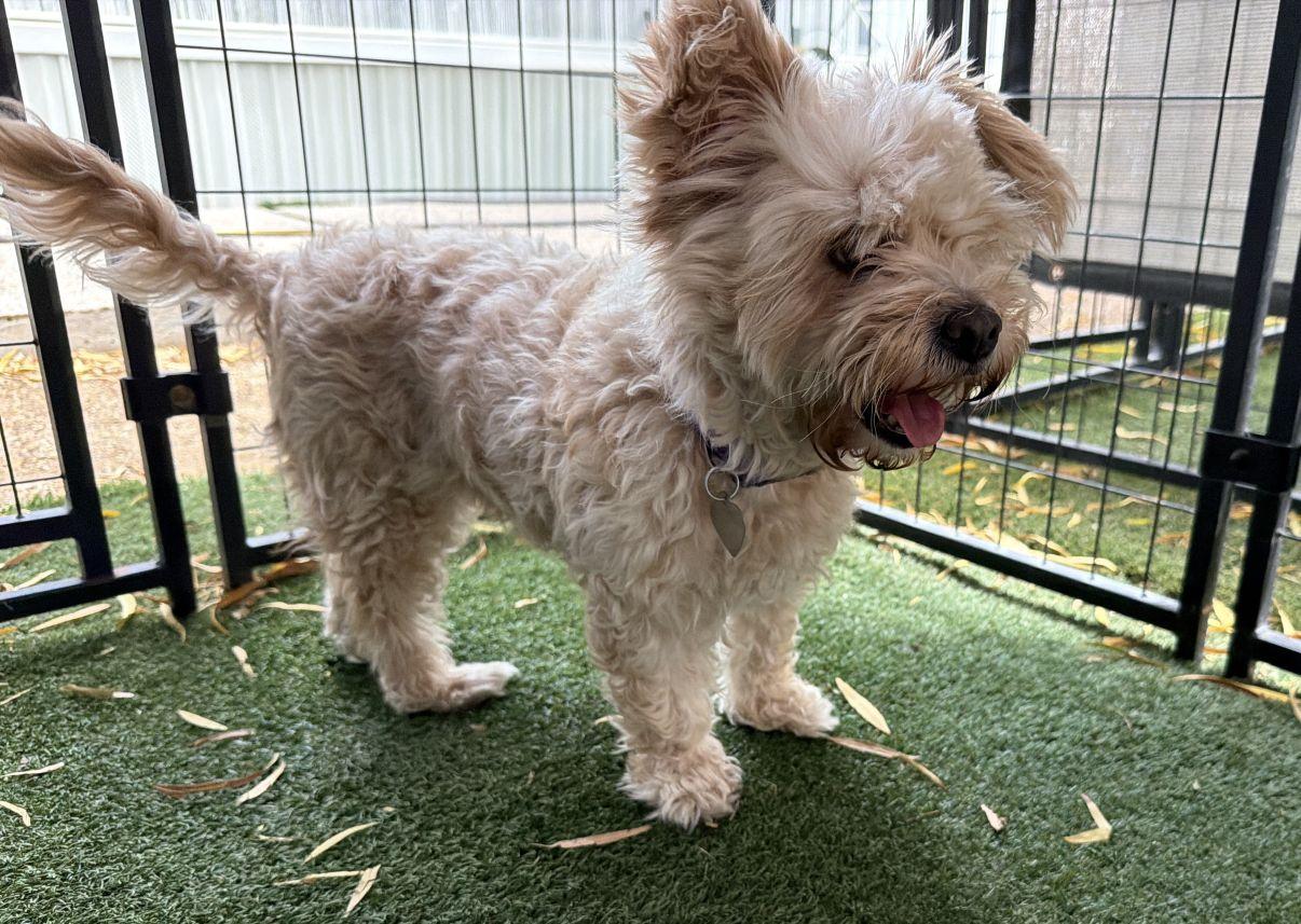 Kiana, an adopted mixed breed in El Paso, TX image 5/6