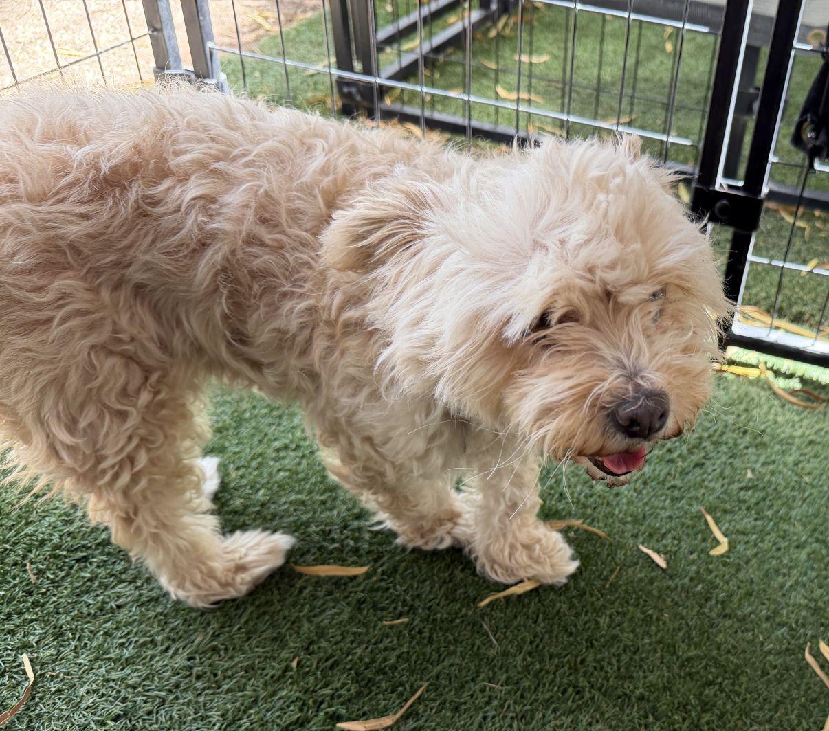 Kiana, an adopted mixed breed in El Paso, TX image 2/6