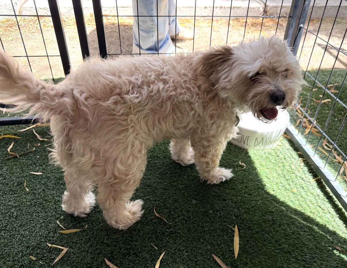 Kiana, an adopted mixed breed in El Paso, TX image 3/6