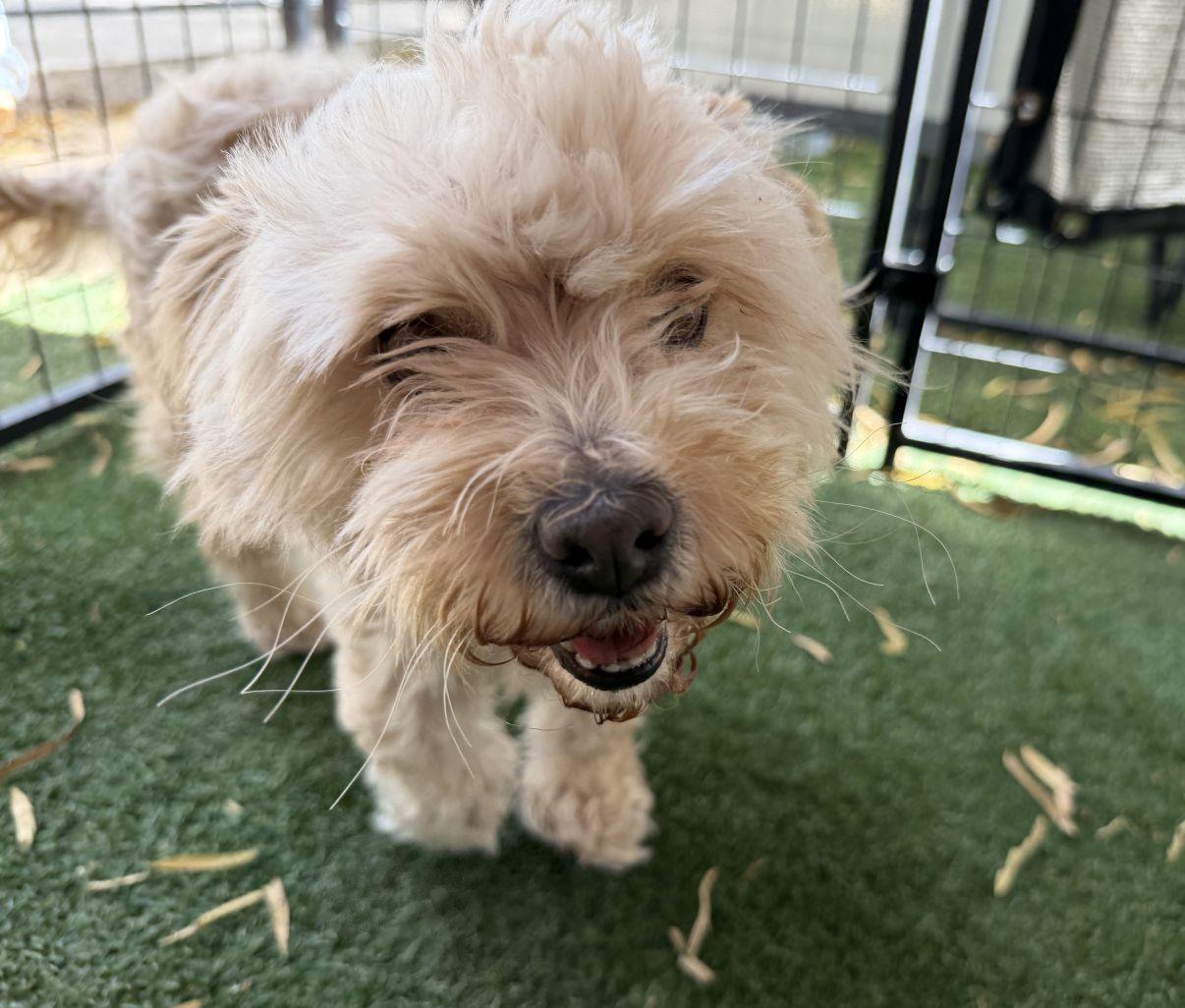 Kiana, an adopted mixed breed in El Paso, TX image 6/6