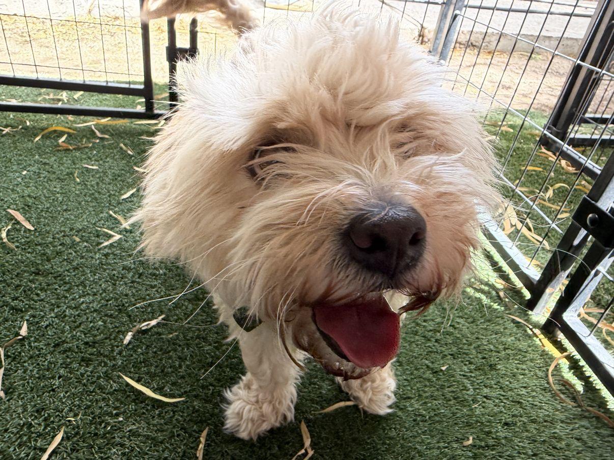 Kiana, adopted, Adult Female Poodle.