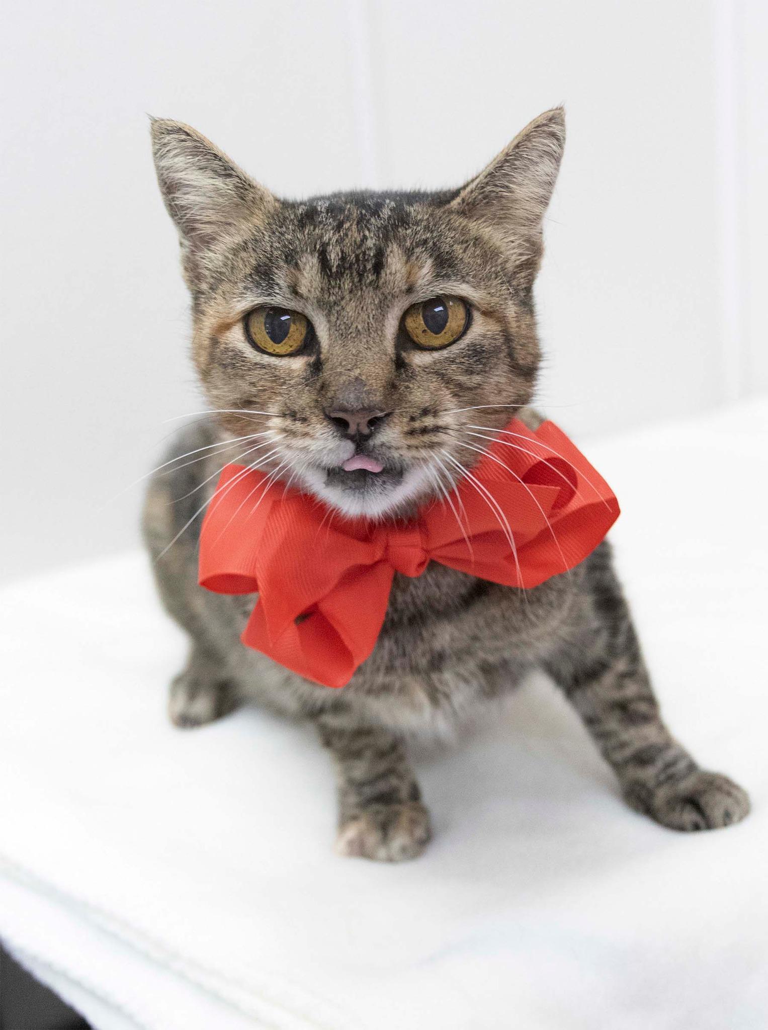 Kiwi, Adoptable, Adult Female Tabby.