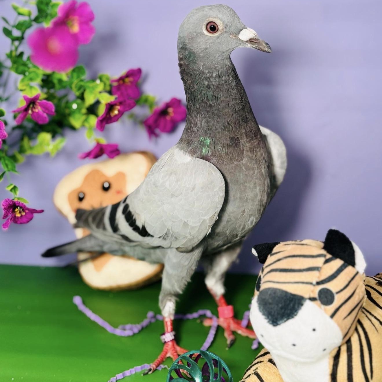 Pete, a ADOPTABLE Pigeon in Chicago, IL image 2/4