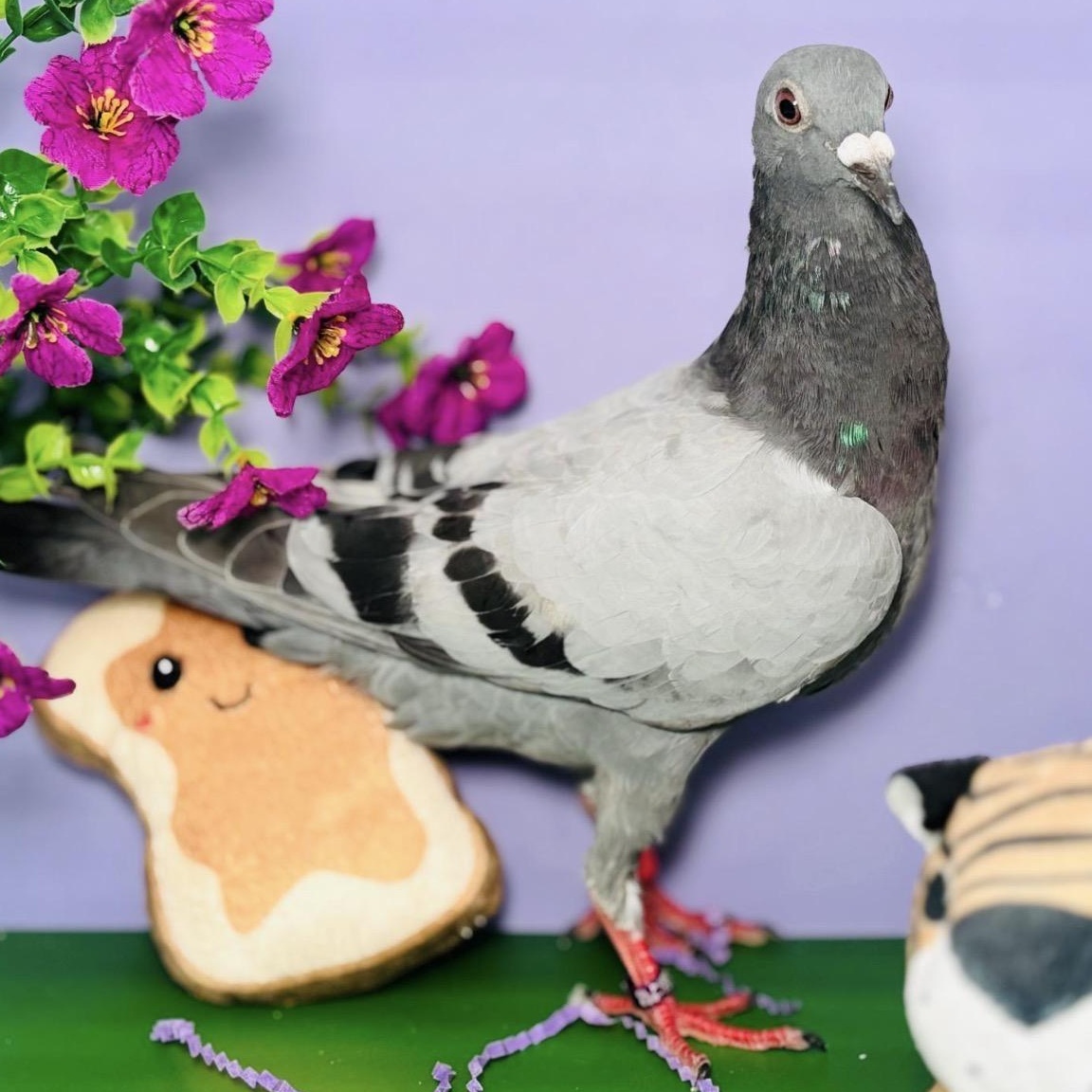 Pete, a ADOPTABLE Pigeon in Chicago, IL image 3/4