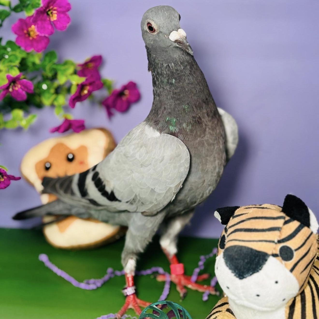 Pete, a ADOPTABLE Pigeon in Chicago, IL image 4/4
