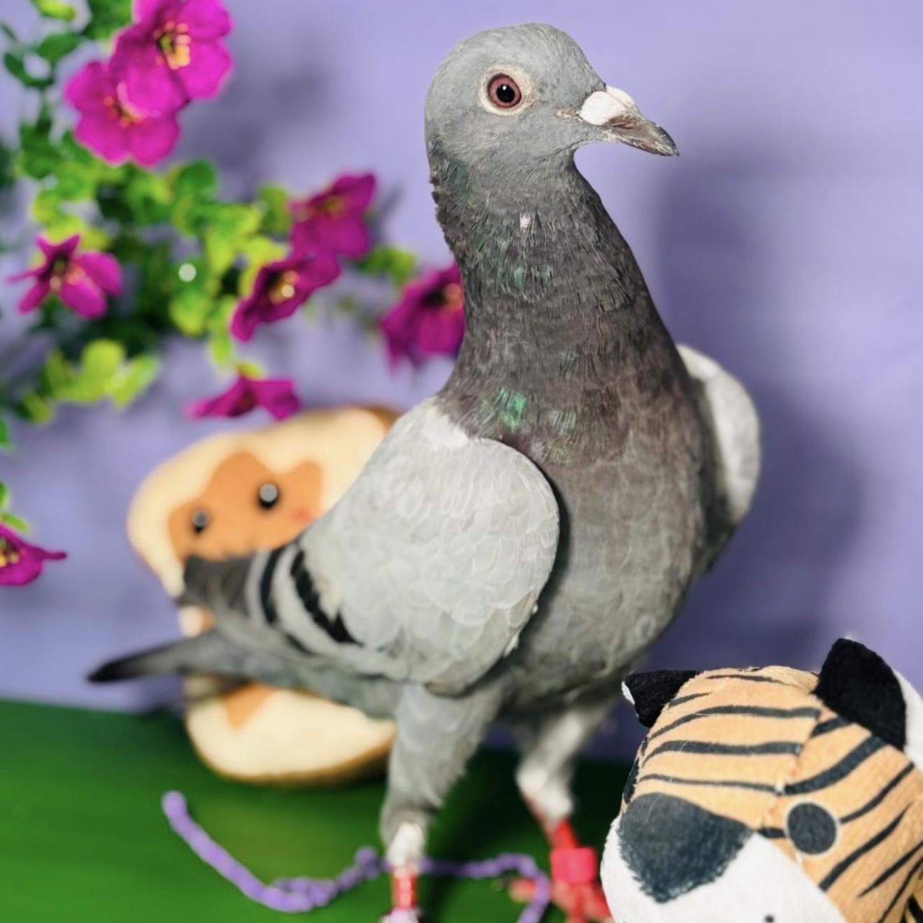 Pete, ADOPTABLE, Young Unknown Pigeon.