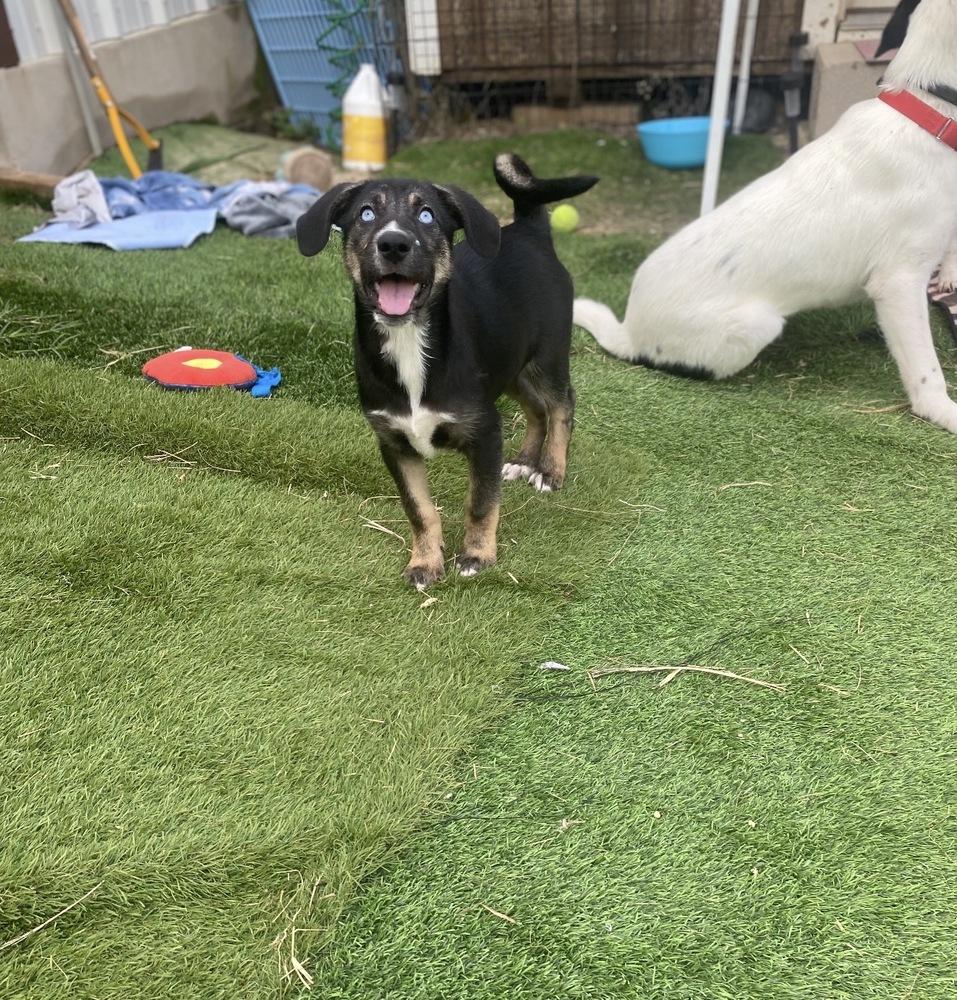 Enlarge Millie, a Adoptable mixed breed in New Bedford, MA image 1/6