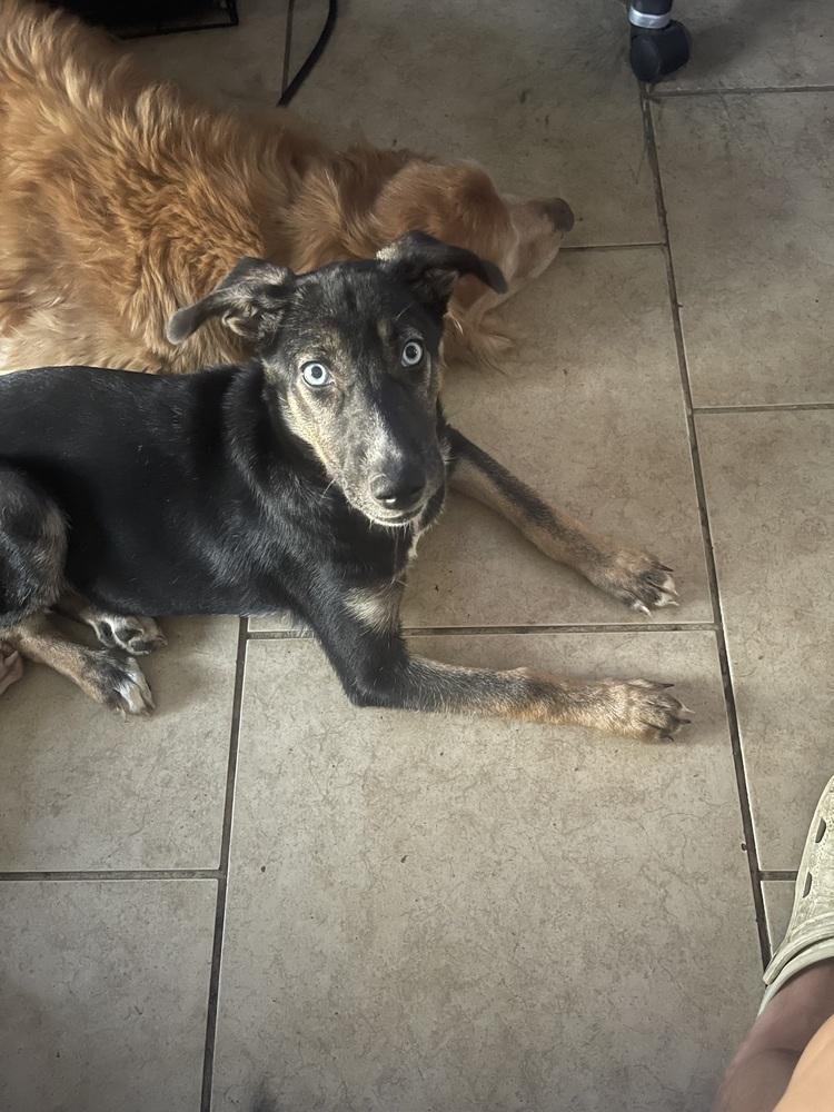 Enlarge Millie, a Adoptable mixed breed in New Bedford, MA image 4/6