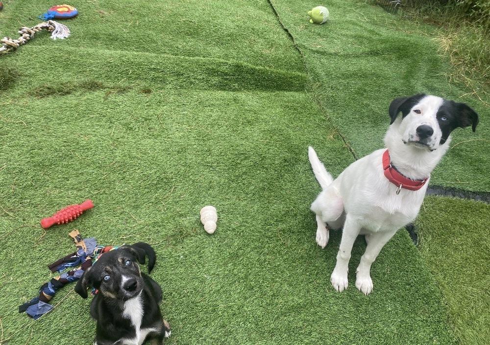 Enlarge Millie, a Adoptable mixed breed in New Bedford, MA image 5/6