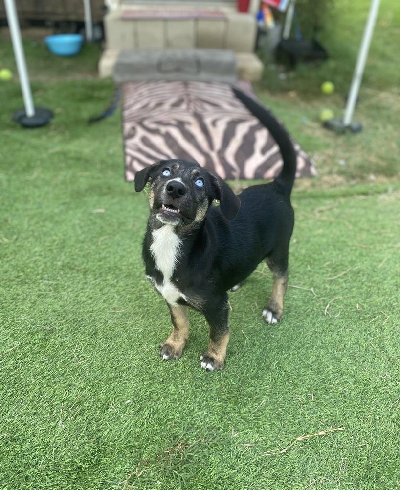 Enlarge Millie, a Adoptable mixed breed in New Bedford, MA image 6/6
