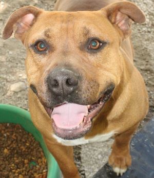 Squirrel, an adoptable Pit Bull Terrier in Savannah, MO_image-1