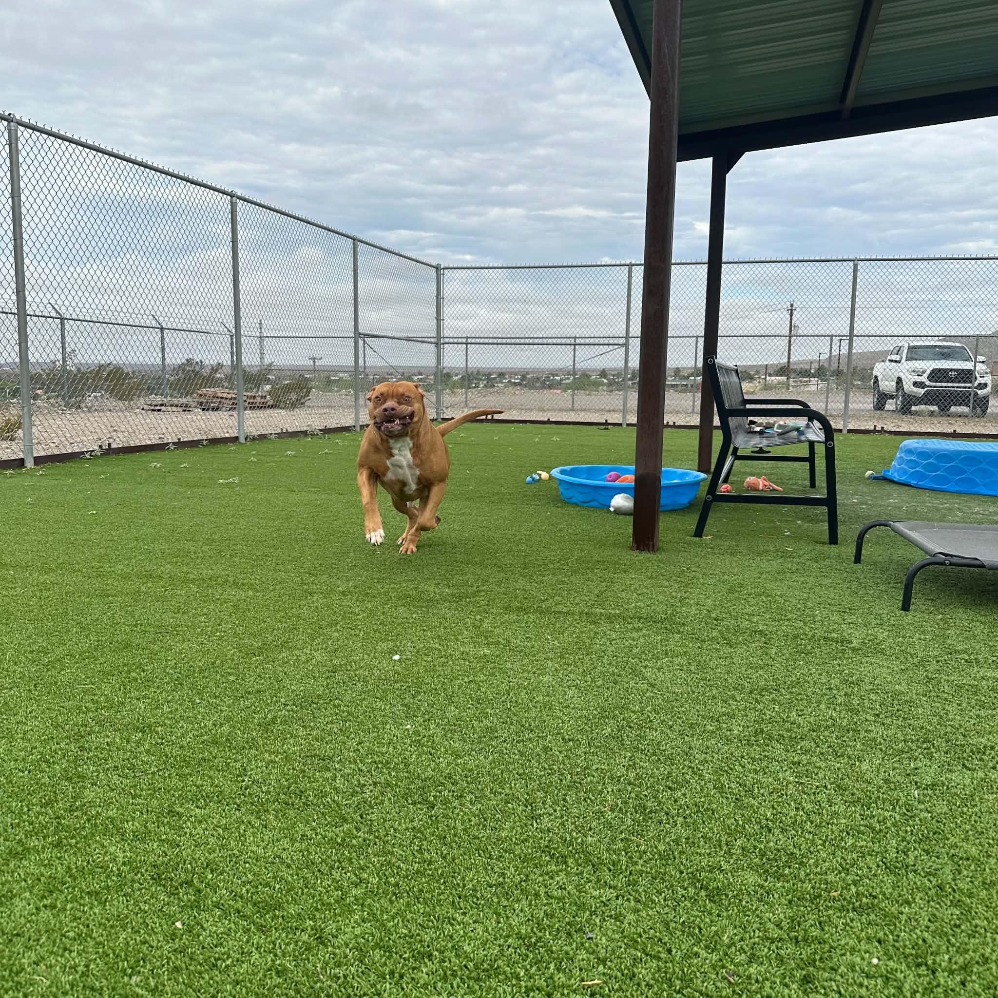 Brutus, a ADOPTABLE Pit Bull Terrier in Truth or Consequences , NM image 4/6