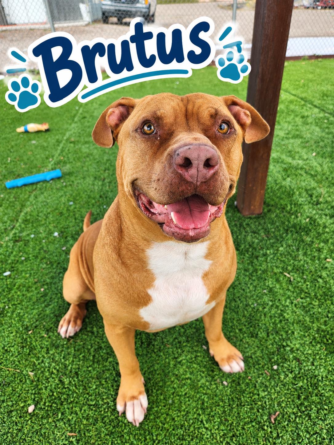 Brutus, Adoptable, Adult Male Pit Bull Terrier.