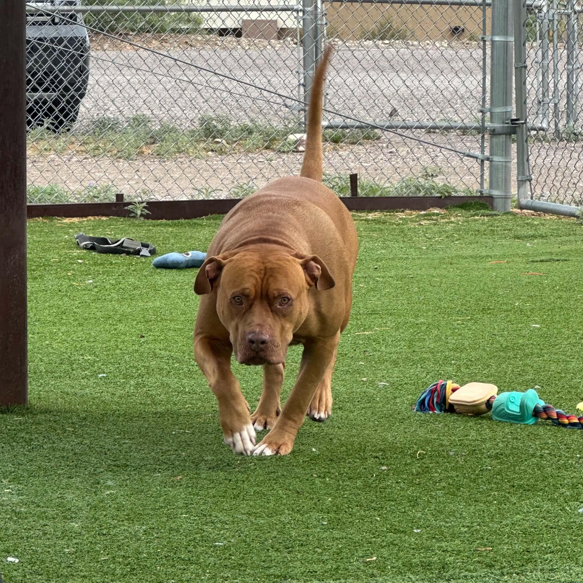 Brutus, a ADOPTABLE Pit Bull Terrier in Truth or Consequences , NM image 1/6