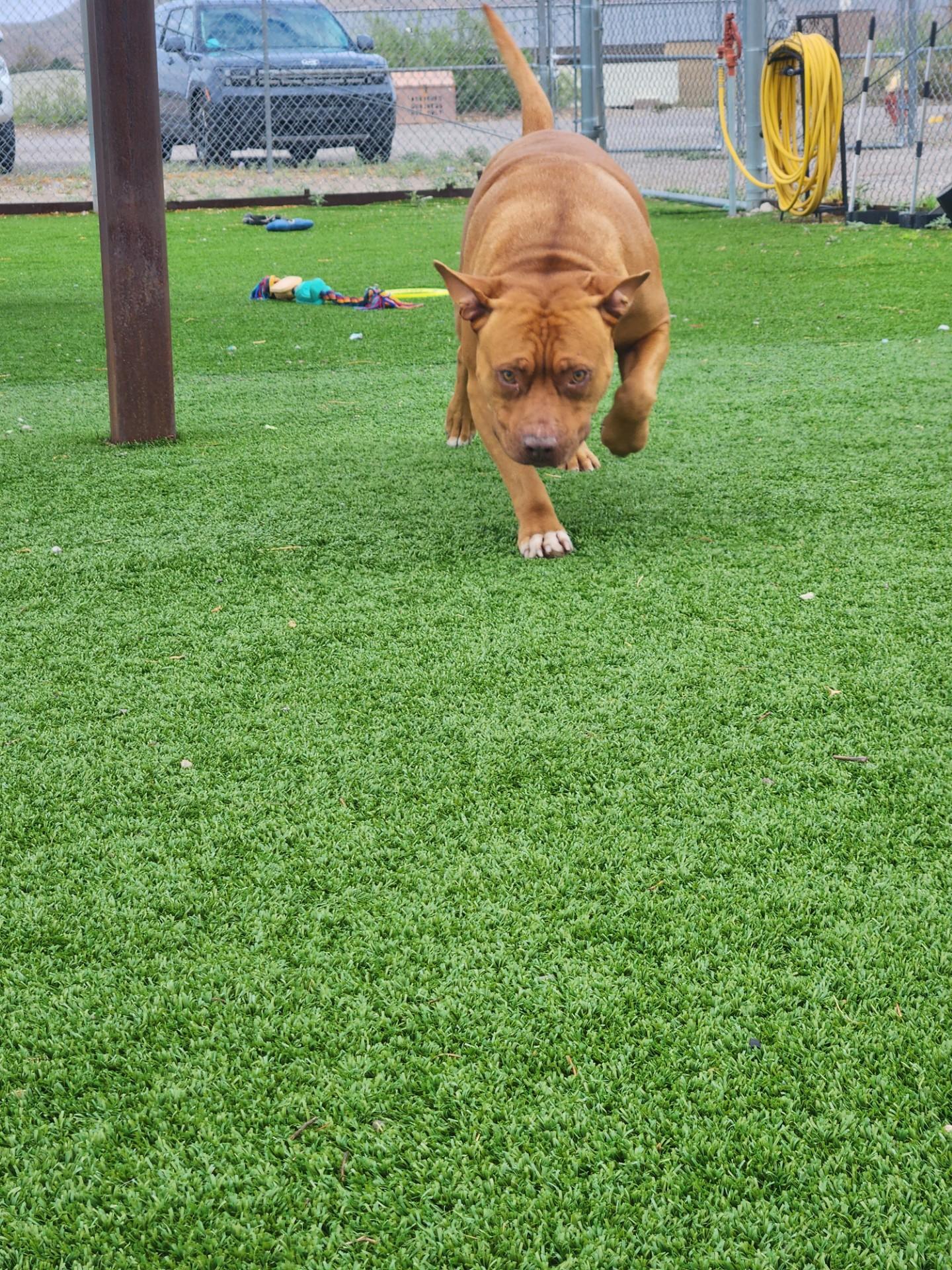 Brutus, a ADOPTABLE Pit Bull Terrier in Truth or Consequences , NM image 2/6