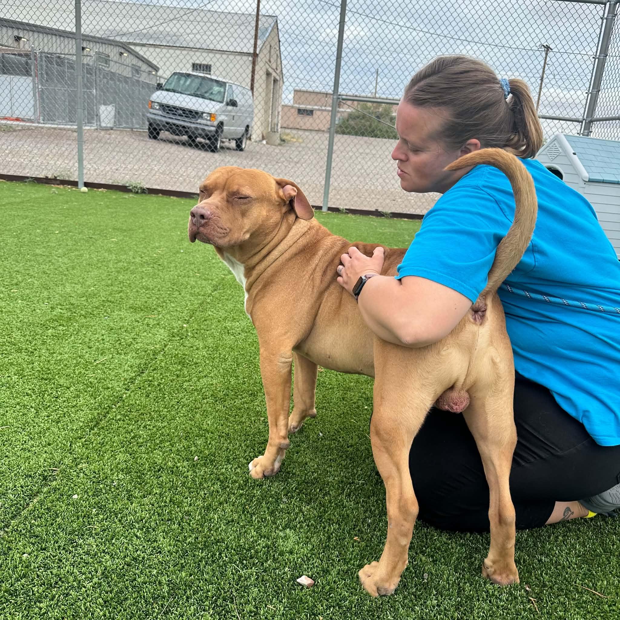 Brutus, a ADOPTABLE Pit Bull Terrier in Truth or Consequences , NM image 6/6