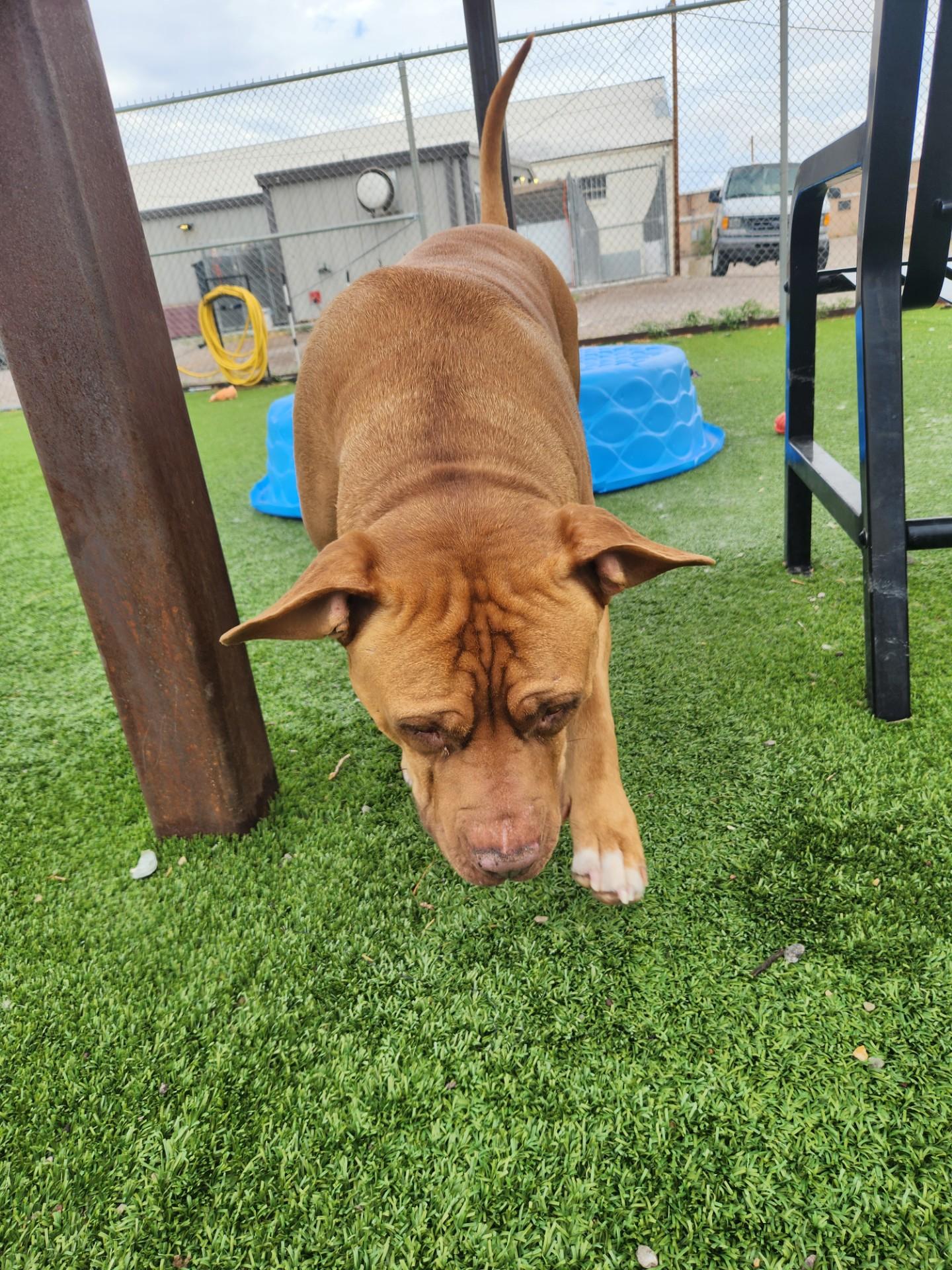 Brutus, a ADOPTABLE Pit Bull Terrier in Truth or Consequences , NM image 3/6