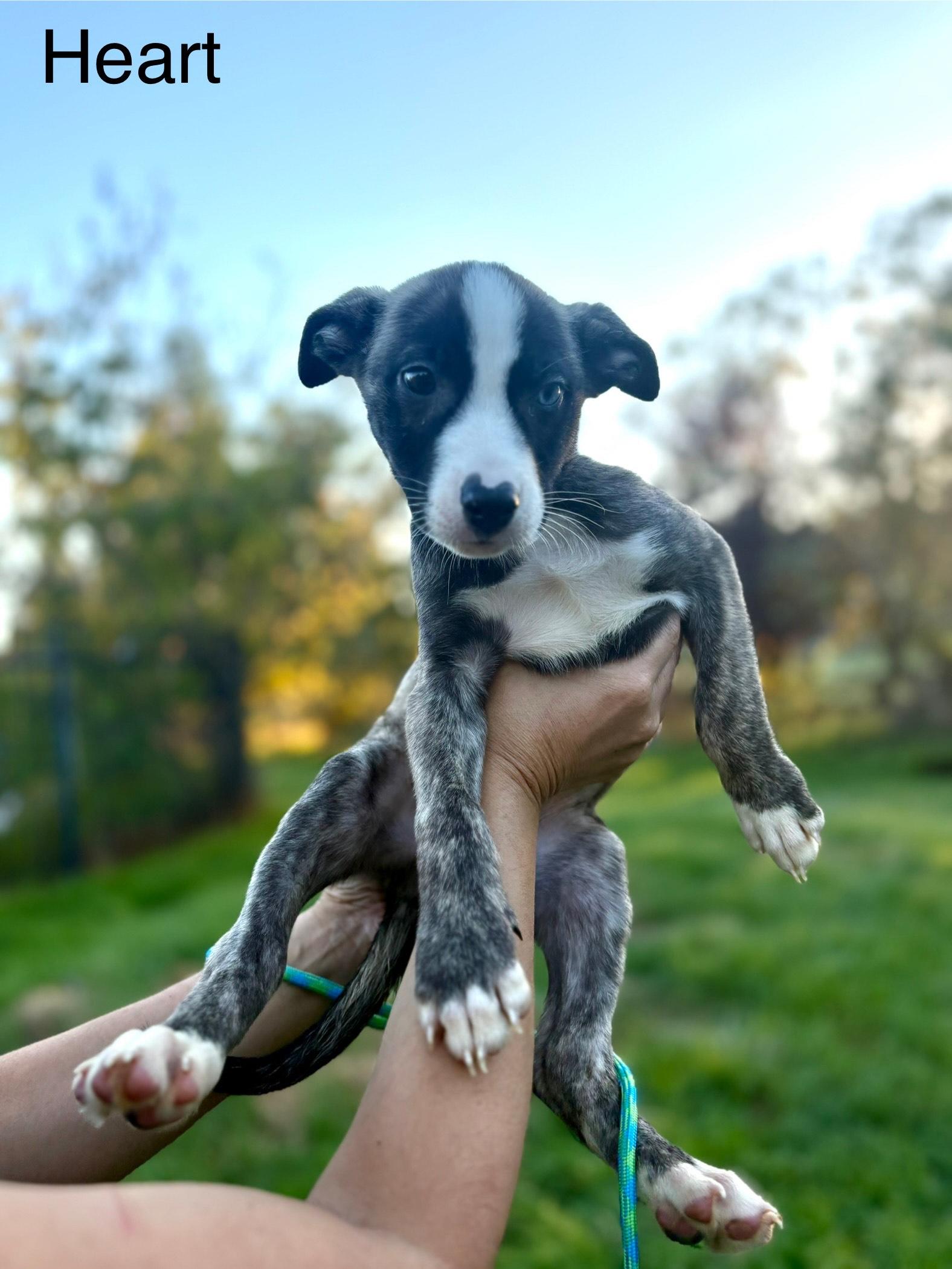 Enlarge Heart, a Adoptable mixed breed in Atascadero , CA image 3/4