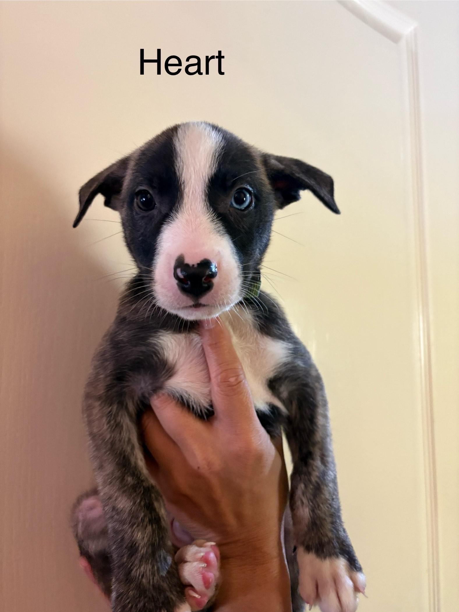 Heart, Adoptable, Puppy Male Shepherd.