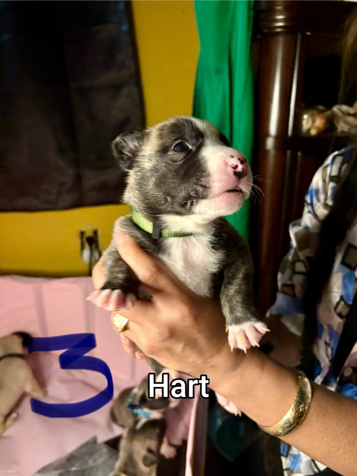 Enlarge Heart, a Adoptable mixed breed in Atascadero , CA image 4/4