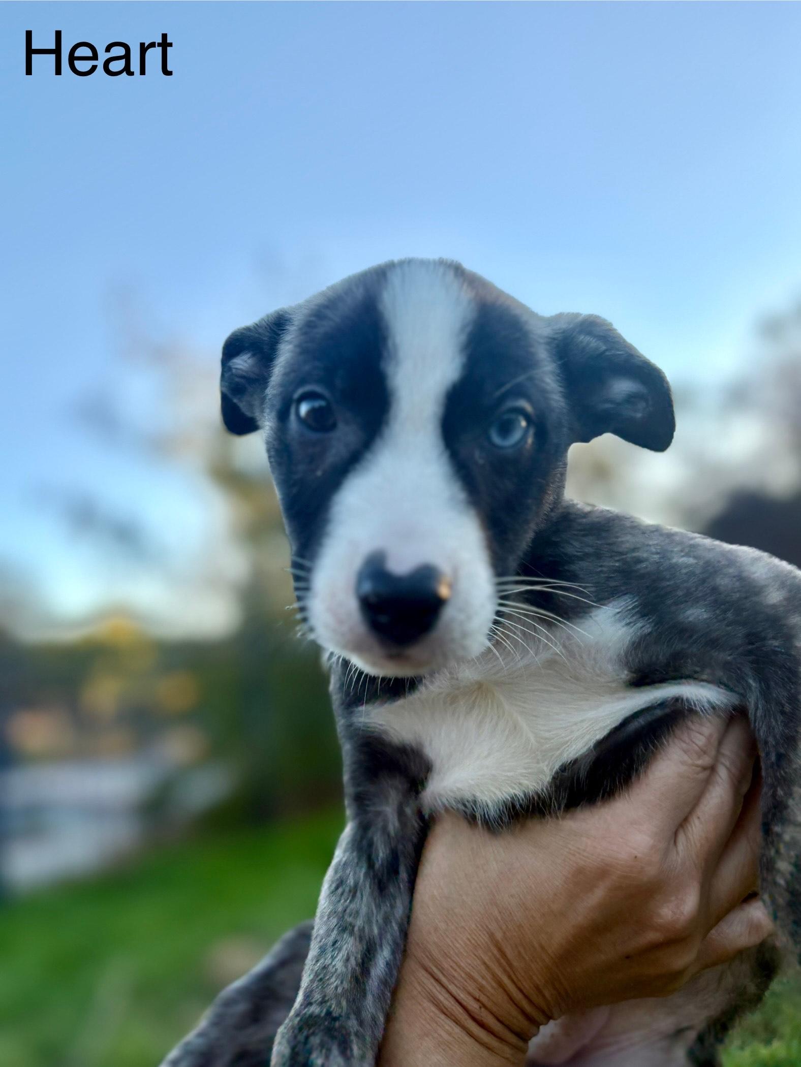 Enlarge Heart, a Adoptable mixed breed in Atascadero , CA image 2/4