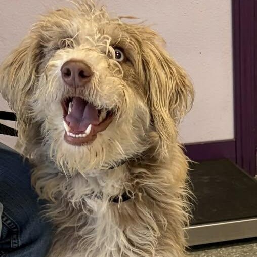 Margie, ADOPTABLE, Adult Female Havanese & Tibetan Terrier.