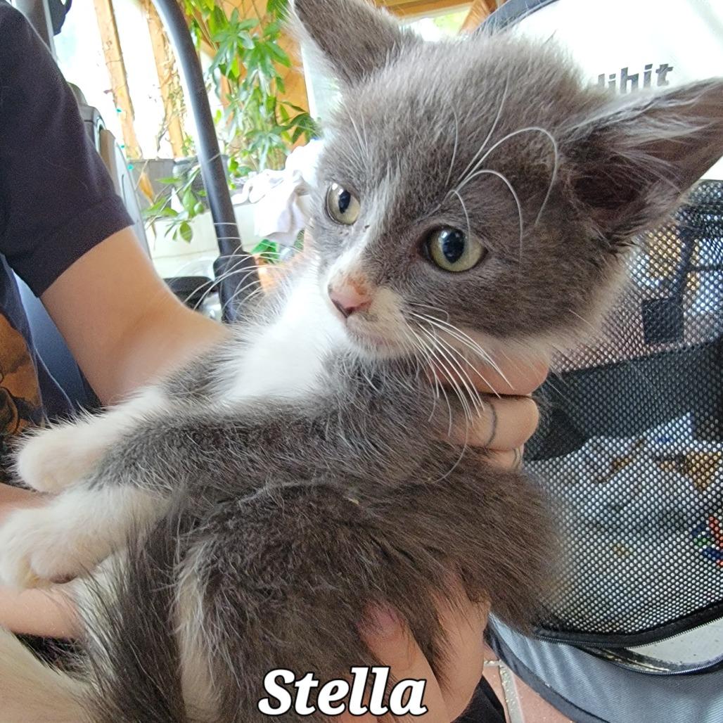 Enlarge Stella, a Adoptable Domestic Short Hair in Buffalo, WY image 1/2