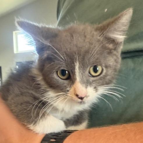 Enlarge Stella, a Adoptable Domestic Short Hair in Buffalo, WY image 2/2