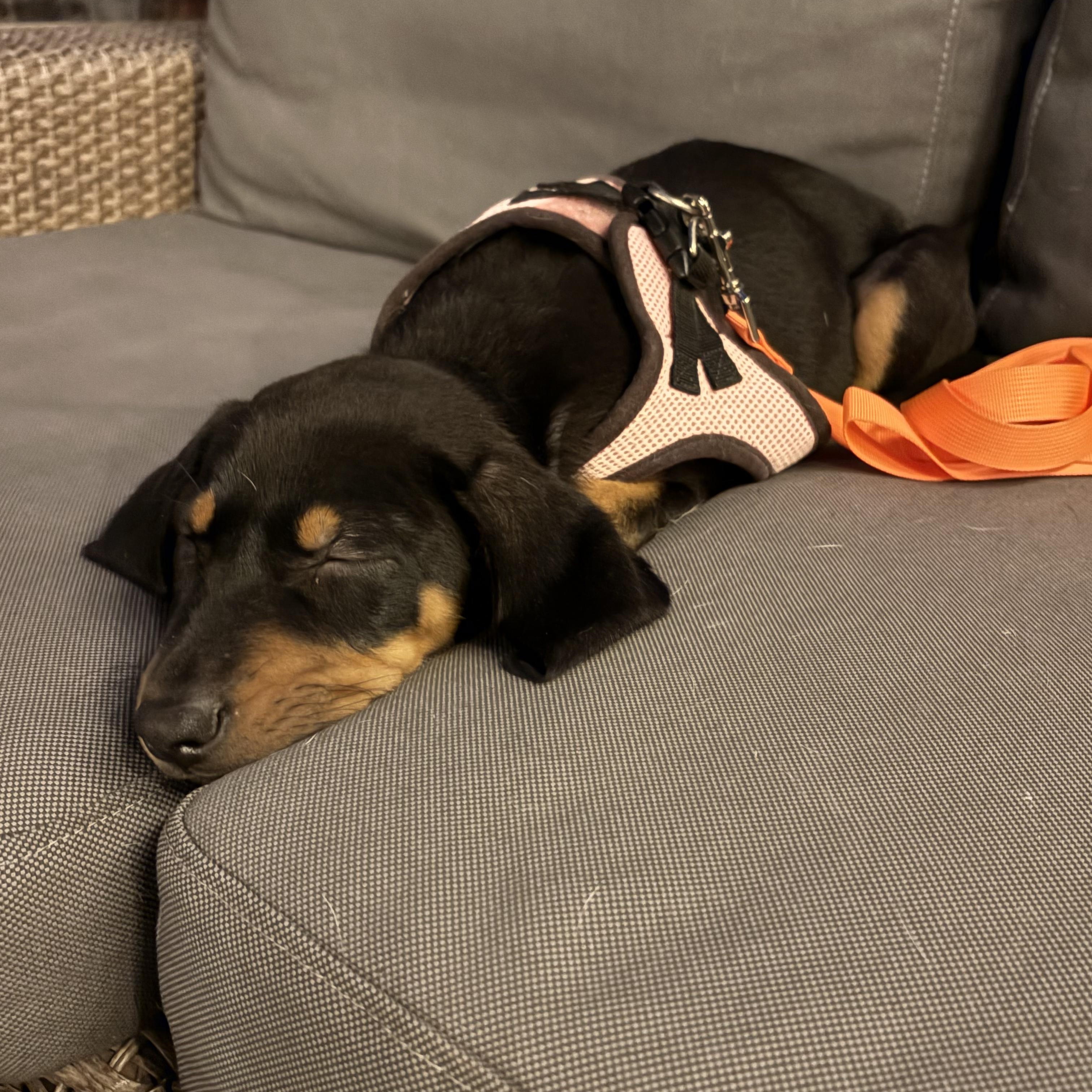 Enlarge Katia, a Adoptable mixed breed in Columbia, MD image 3/6