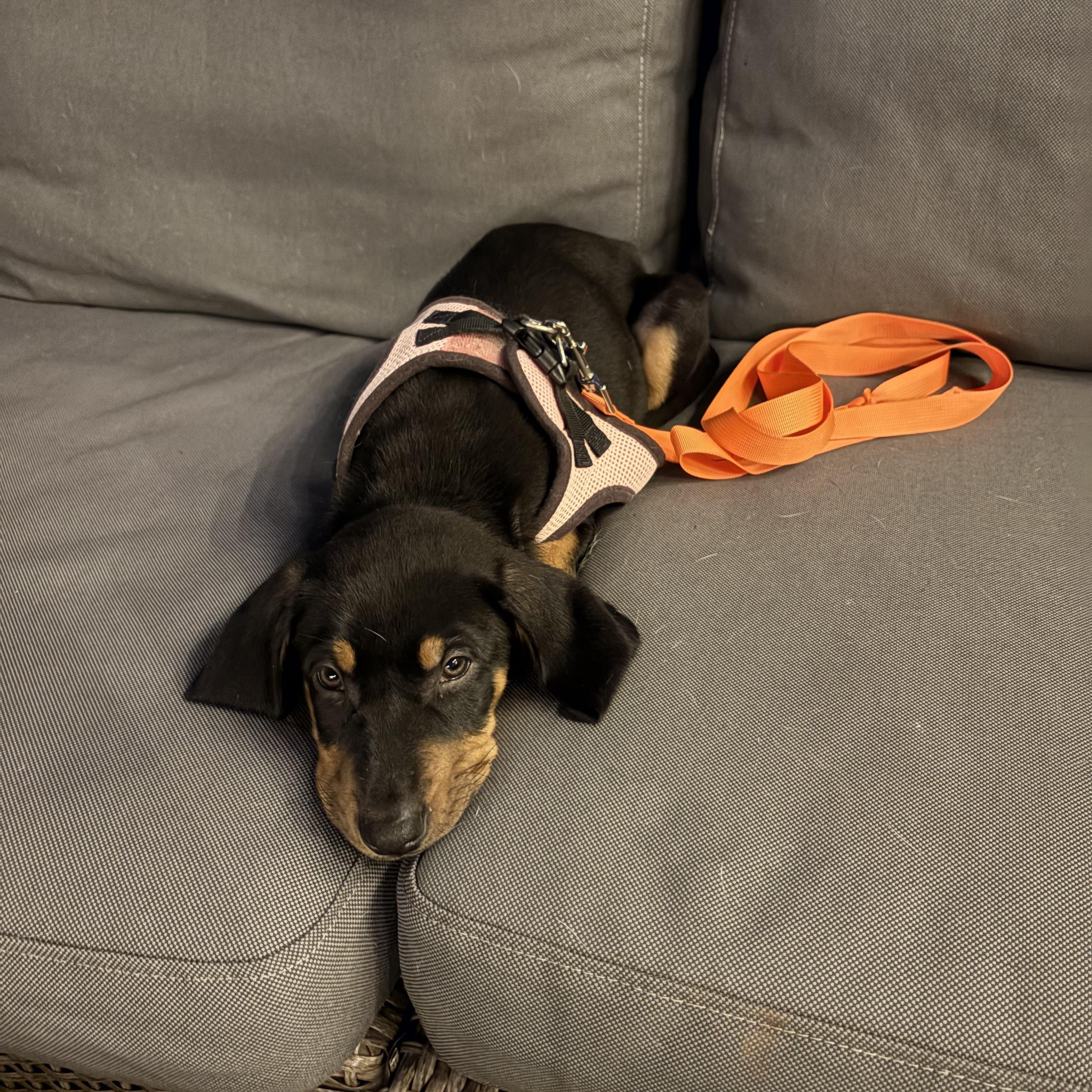 Enlarge Katia, a Adoptable mixed breed in Columbia, MD image 6/6