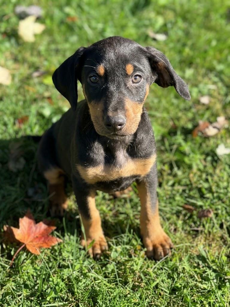 Enlarge Katia, a Adoptable mixed breed in Columbia, MD image 4/6