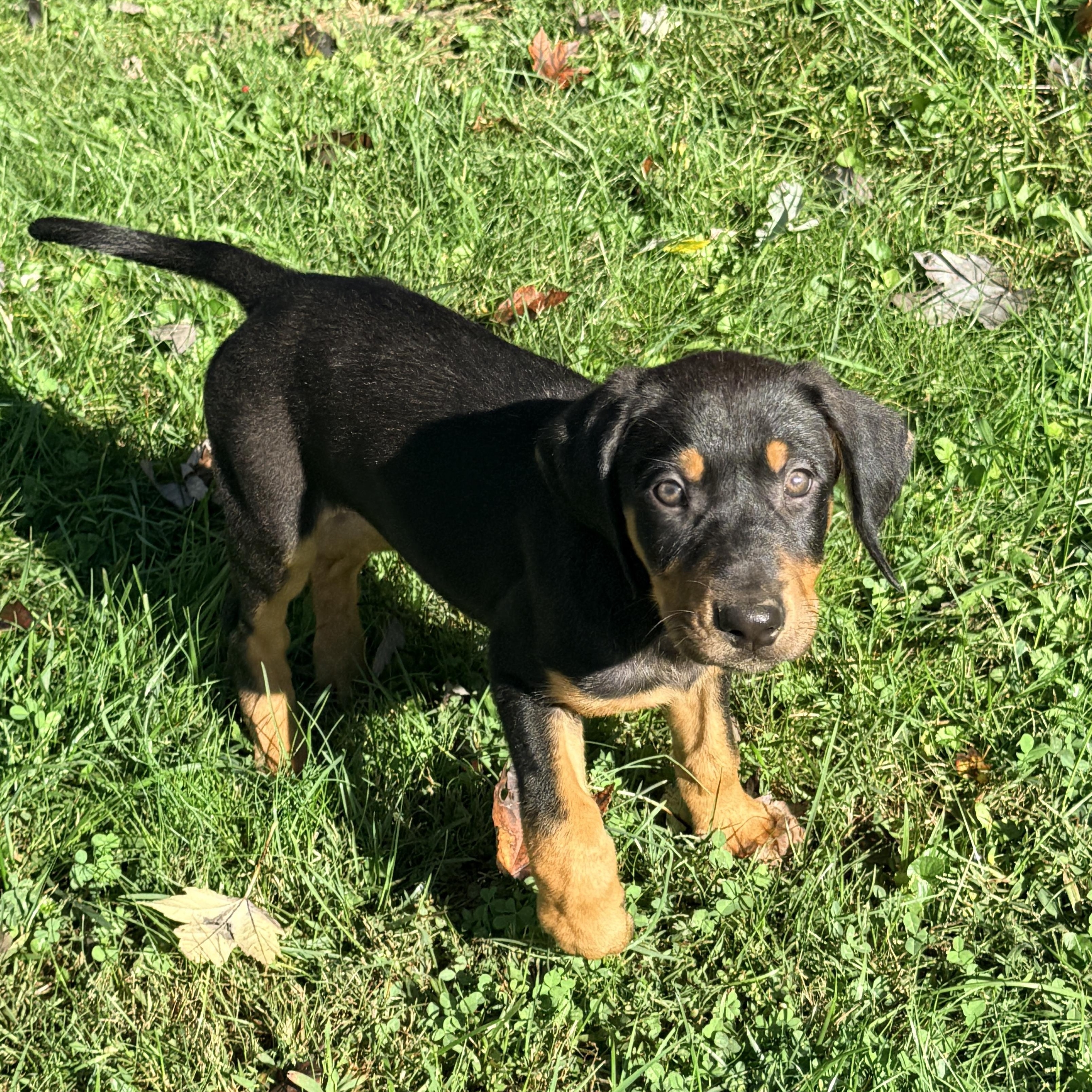 Enlarge Katia, a Adoptable mixed breed in Columbia, MD image 5/6