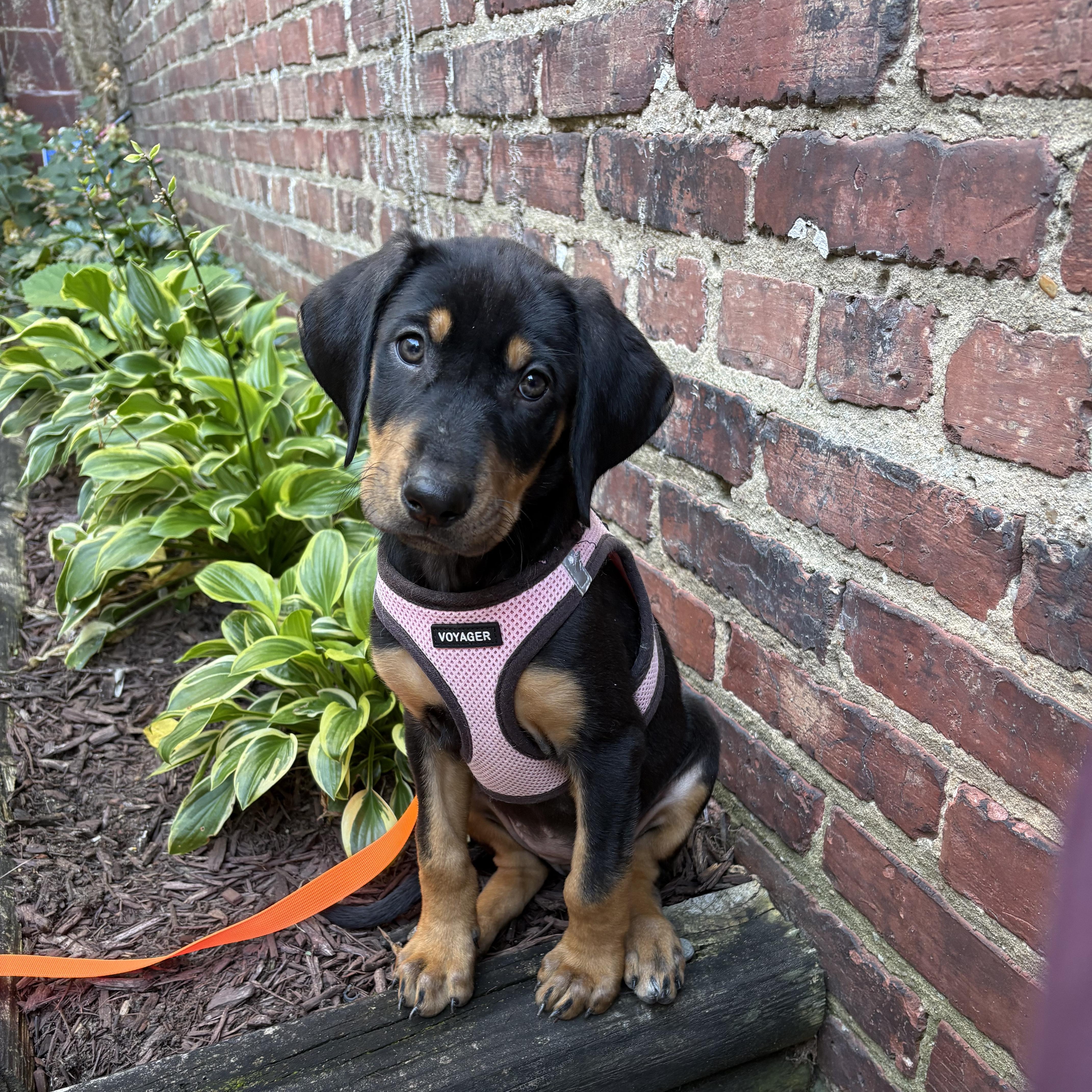 Katia, Adoptable, Puppy Female Coonhound.