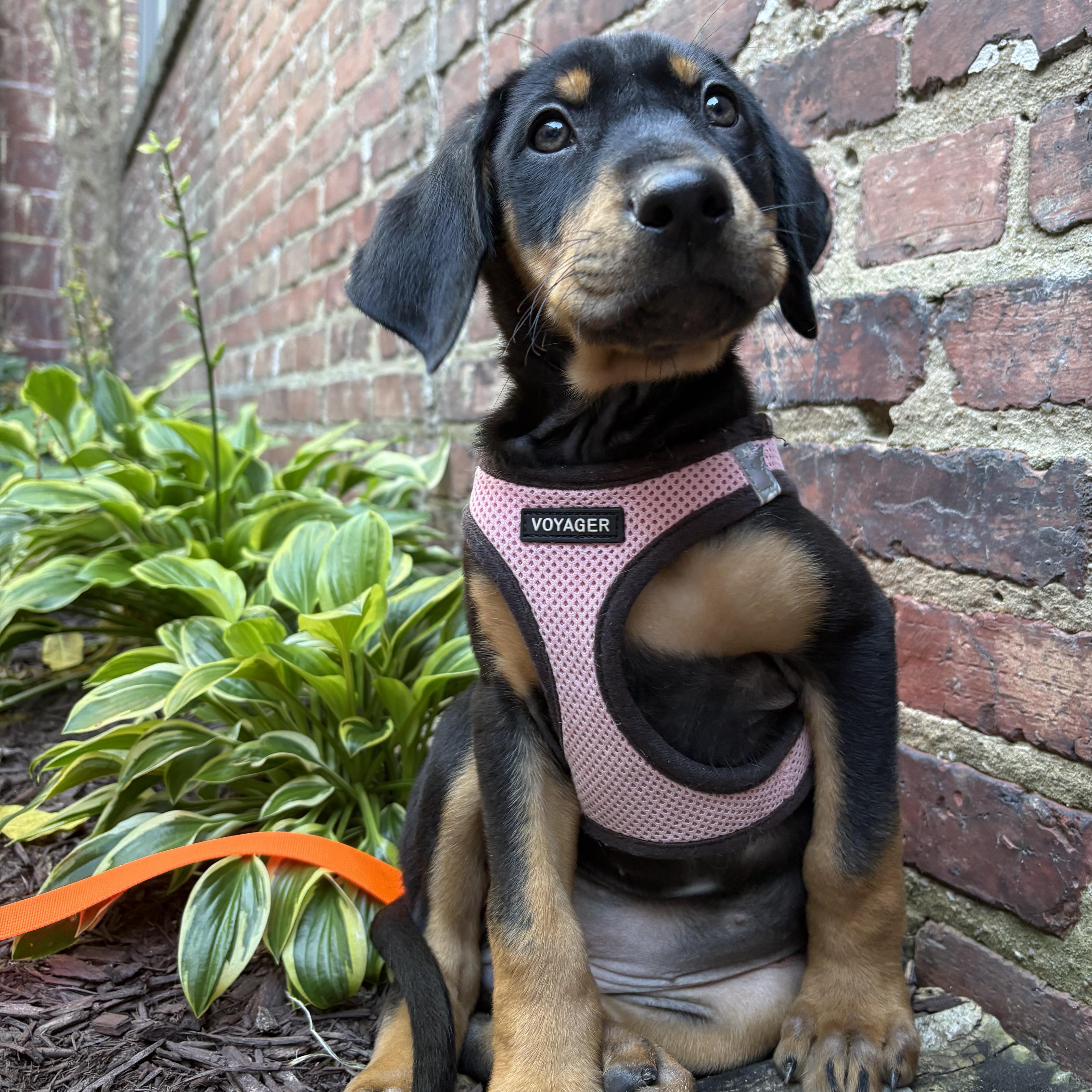 Enlarge Katia, a Adoptable mixed breed in Columbia, MD image 2/6