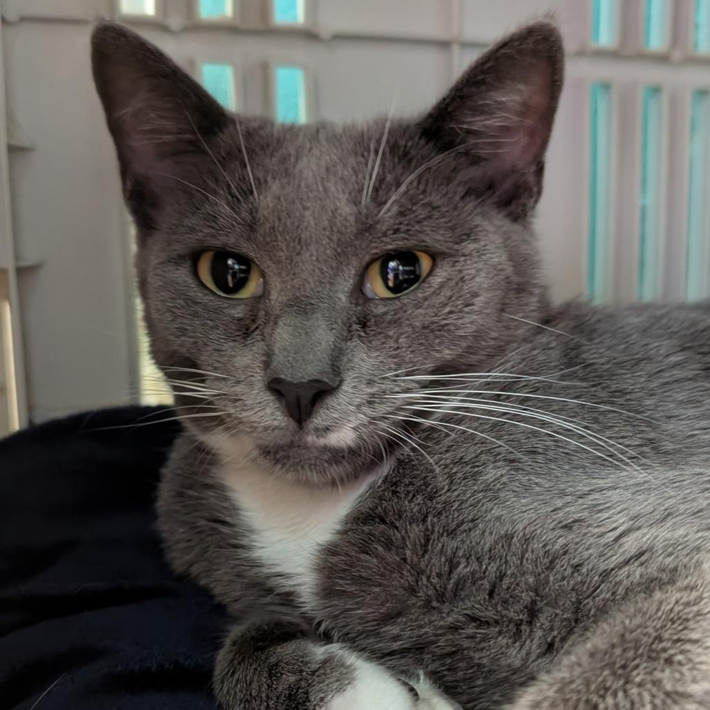 Enlarge Butterfly, a Adoptable Domestic Short Hair in Hudson, NY image 1/1