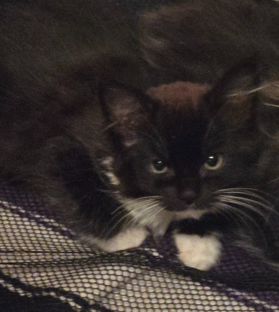 Enlarge LG - Blackberry, a Adoptable Domestic Medium Hair in Battle Ground, WA image 2/2