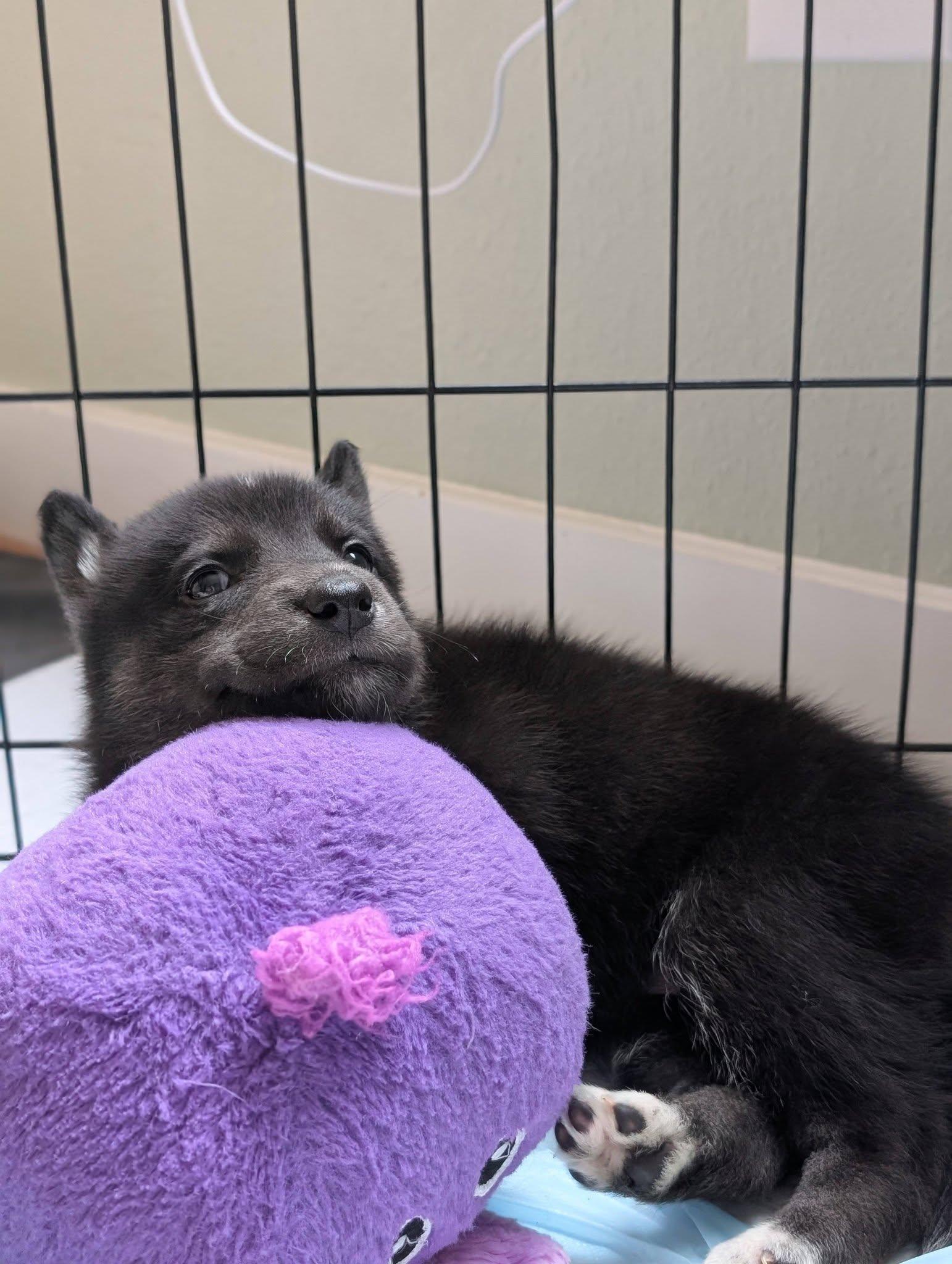 Enlarge Belle *In Foster Home*, a ADOPTABLE mixed breed in Bellingham, WA image 4/6