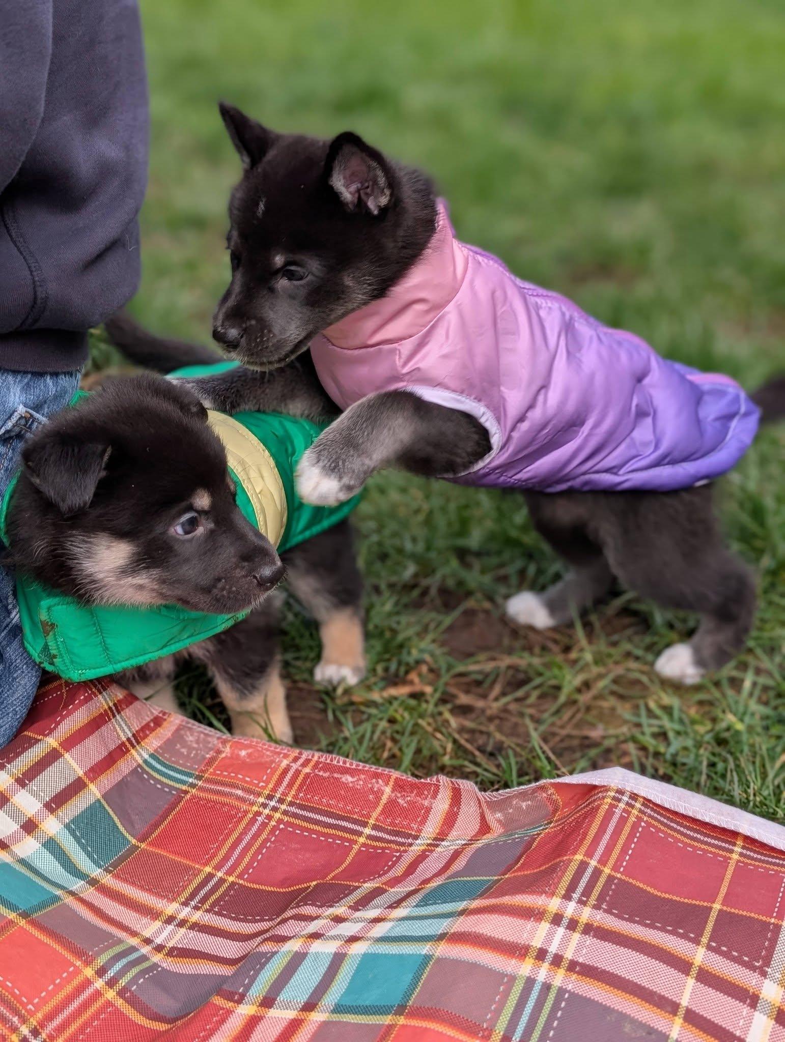Enlarge Belle *In Foster Home*, a ADOPTABLE mixed breed in Bellingham, WA image 6/6