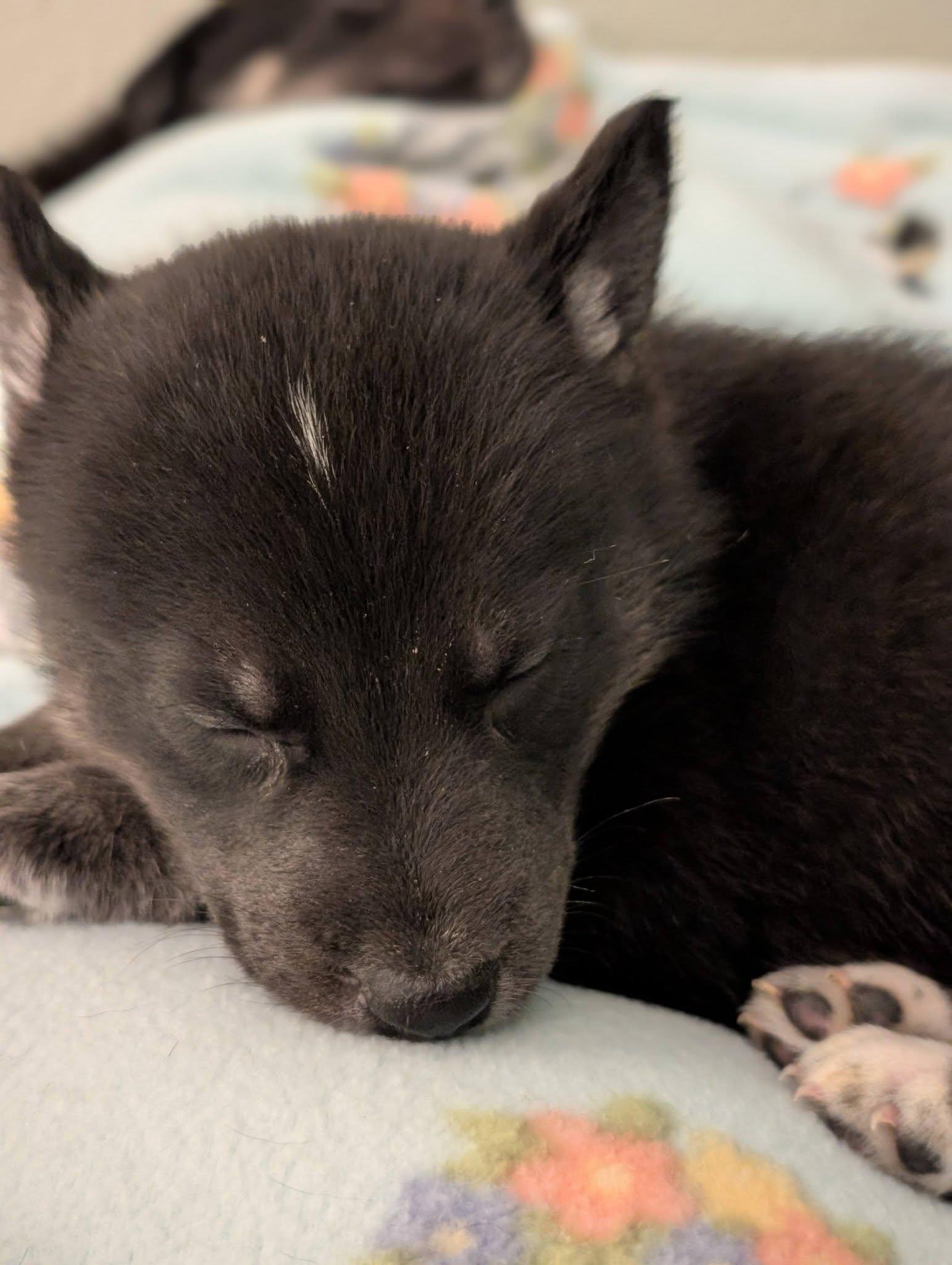 Enlarge Belle *In Foster Home*, a ADOPTABLE mixed breed in Bellingham, WA image 3/6