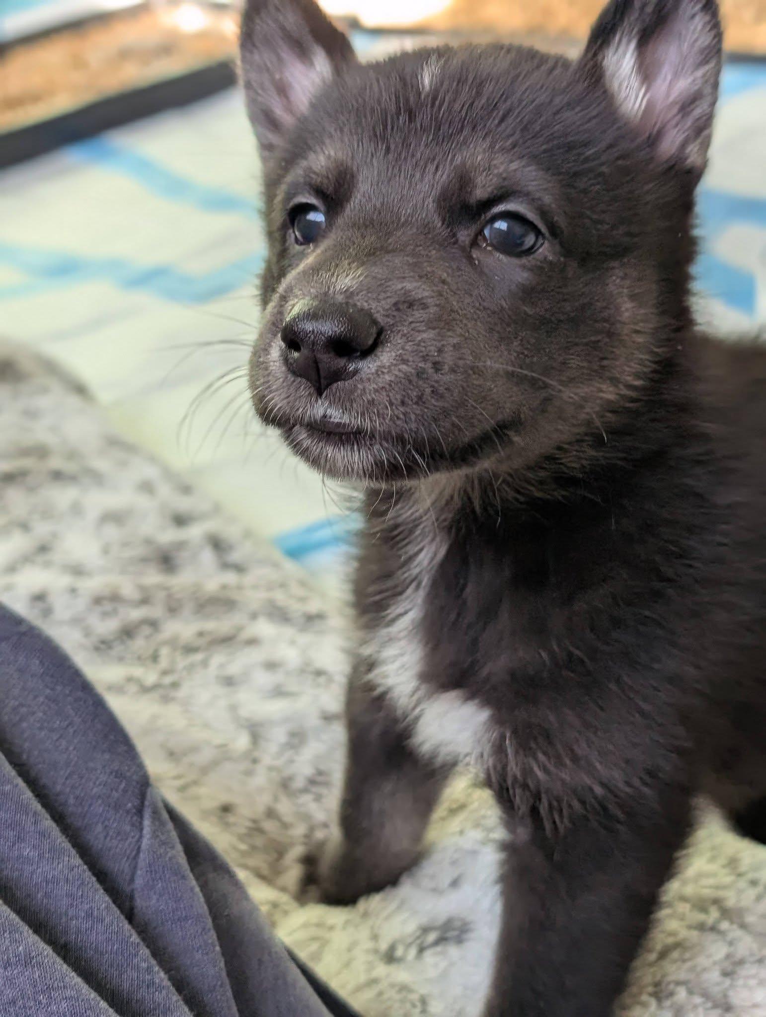 Enlarge Belle *In Foster Home*, a ADOPTABLE mixed breed in Bellingham, WA image 5/6