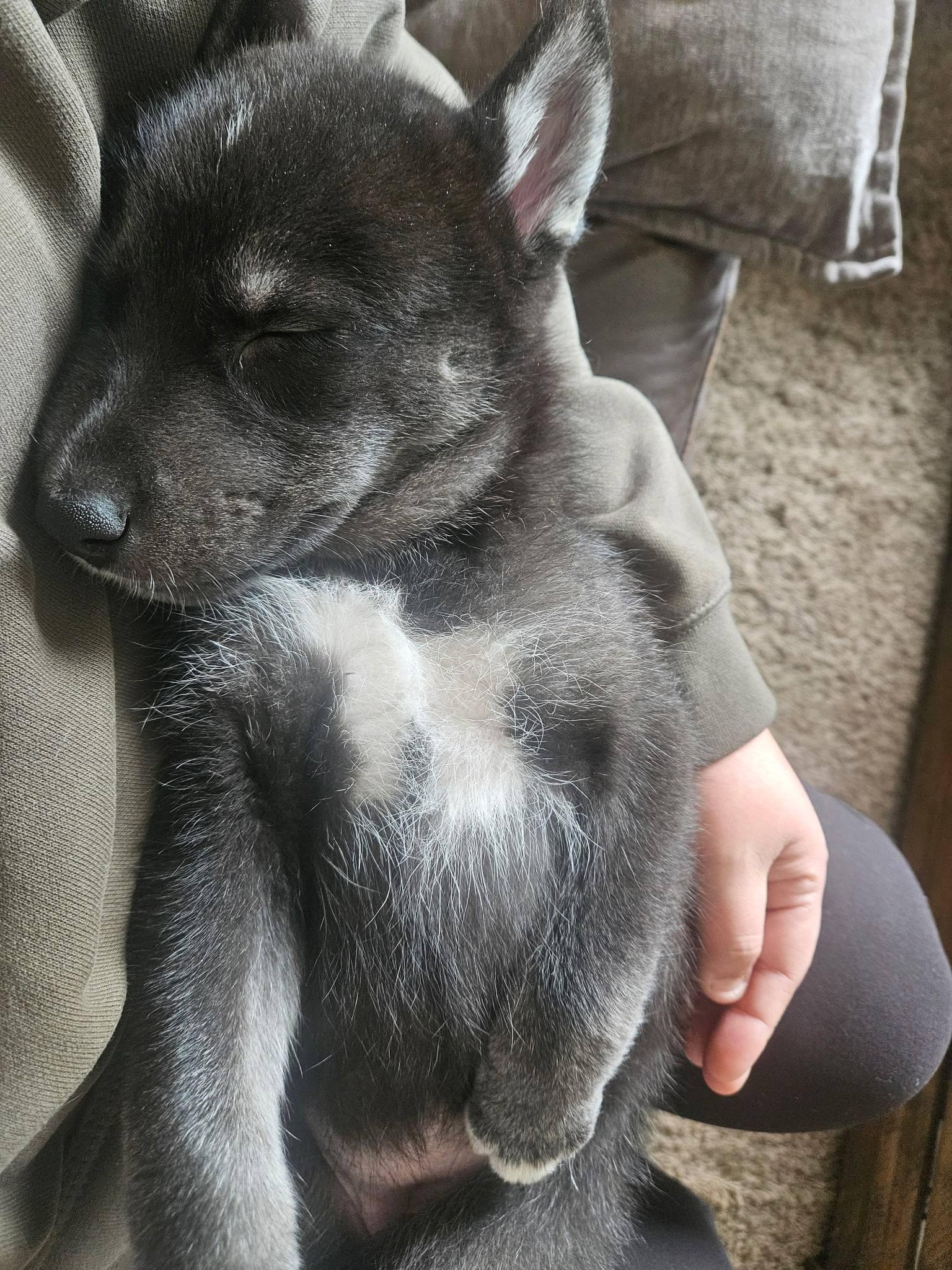 Enlarge Belle *In Foster Home*, a ADOPTABLE mixed breed in Bellingham, WA image 2/6