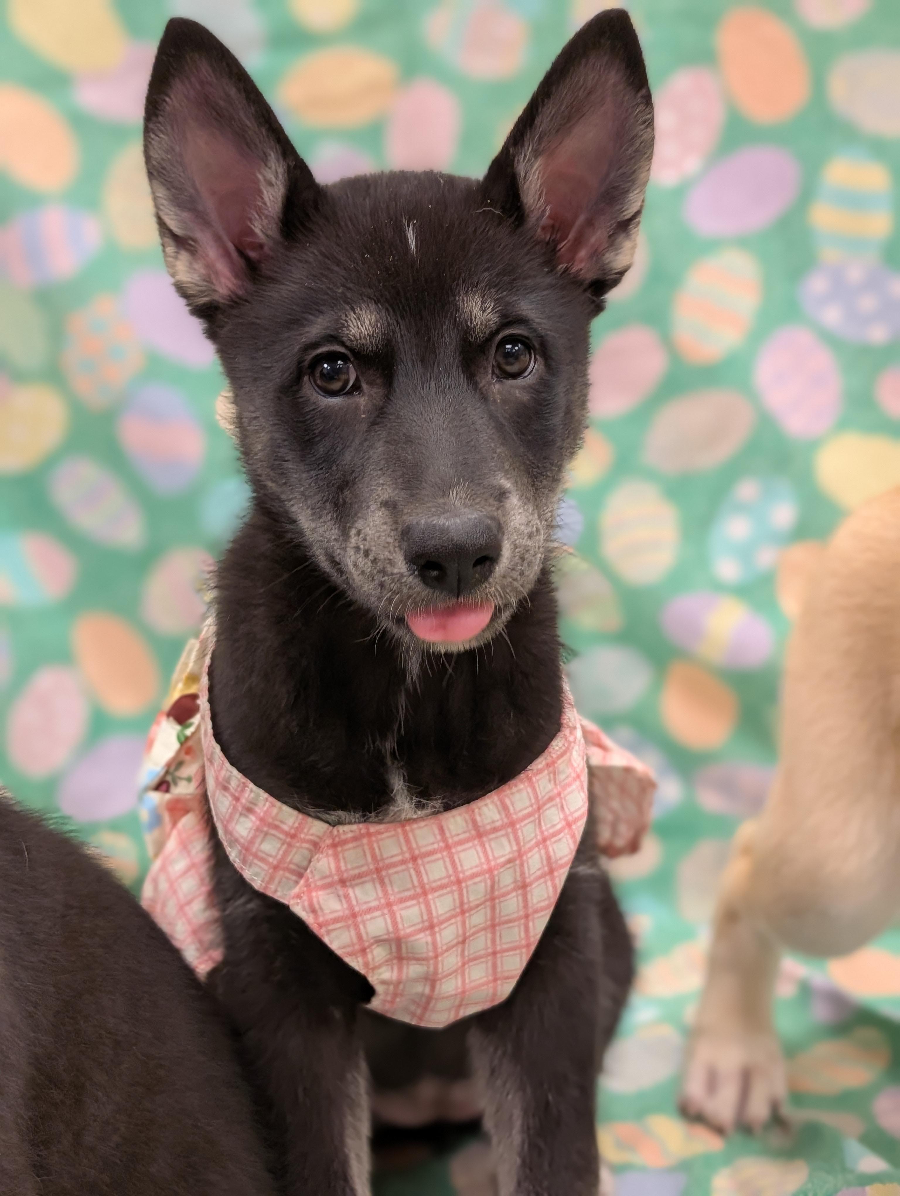 Belle *In Foster Home*, ADOPTABLE, Puppy Female German Shepherd Dog.