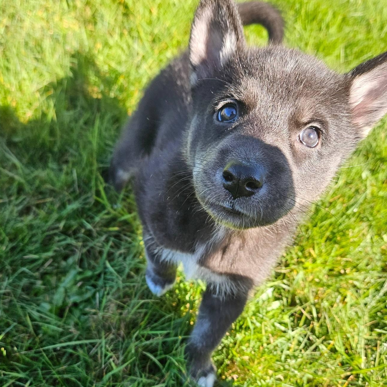 Belle *In Foster Home*, ADOPTABLE, Puppy Female German Shepherd Dog.