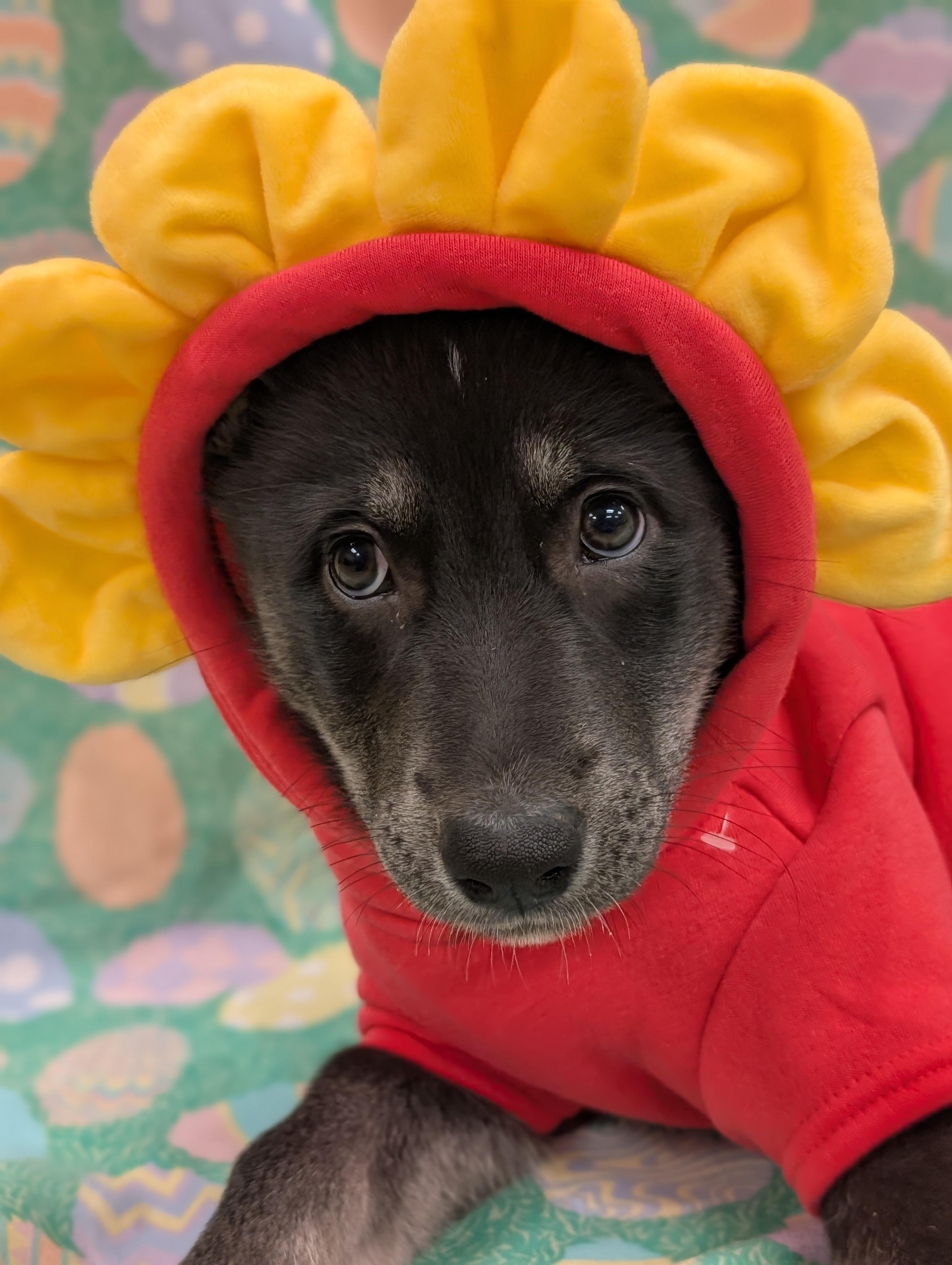 Enlarge Belle *In Foster Home*, a ADOPTABLE mixed breed in Bellingham, WA image 2/5